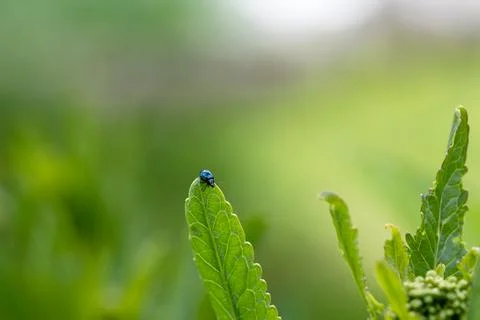 Close-up flea beetle black insect with dung on leaf Stock Photos