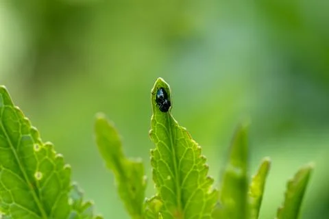 Close-up flea beetle black insect with dung on leaf Stock Photos