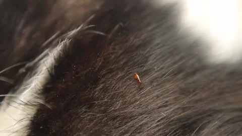 Close-up Flea crawling through cat fur,  animal. Fleas sucking on cat skin. Stock Footage 274159803