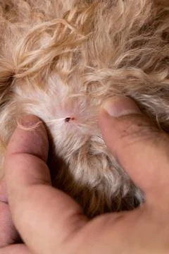 Close-up of flea tick found on pet dog body after shower Stock Photos