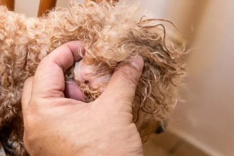 Close-up of flea tick found on pet dog body after shower Foto stock