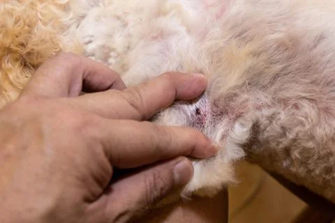 Close-up of flea tick found on pet dog body after shower Stock Photos