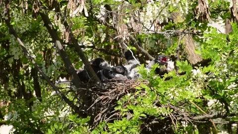 Close-up of fledged crow Corvus cornix chicks on hot day in nest Stock Footage 131417863