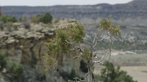 Close on fledgling tree branches blowing in wind on Escalante Utah cliff Stock Footage 248580602