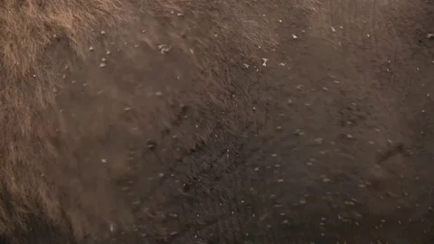 Up close flies on bison Stock Footage 83098178