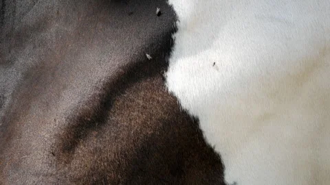Close up of flies on brown black and white cow skin texture in farm field. Video stock 328322209