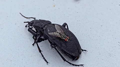 Close up of flies eating a dead ground beetle on soil, natural behavior of .. Stock-Footage 320076571