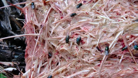 Close up of flies feasting on feathers from processed poultry Stock Footage 243849513