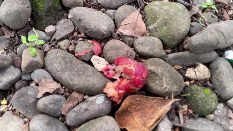 Close-up of flies feeding on a rotten red fruit  Video stock 328342199