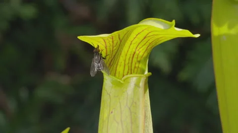 CLOSE UP: Flies licking the juce of carnivorous plant Stock Footage 42054559