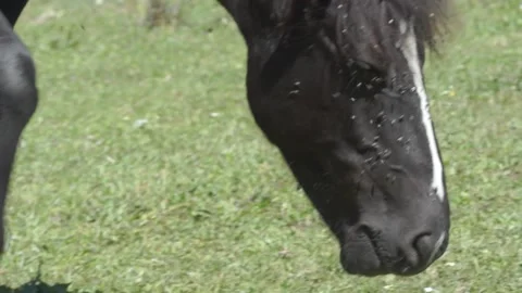 Close-up of flies on the muzzle of a grazing horse Stock Footage 94076518