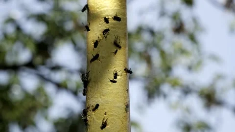 Close-Up of Flies on Plant Stem Stock Footage 303282082