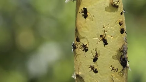 Close-Up of Flies on Plant Stem Stock Footage 303282927