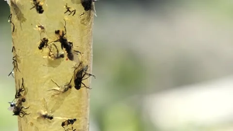 Close-Up of Flies on Plant Stem Stock Footage 303283720