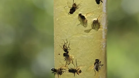 Close-Up of Flies on Plant Stem Stock Footage 303283756