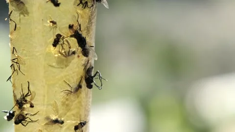 Close-Up of Flies on Plant Stem Stock Footage 303283855