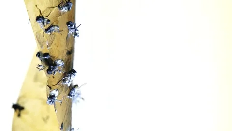 Close-up of Flies Stuck on Sticky Fly Trap Stock Footage 303282102