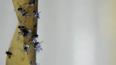 Close-up of Flies Stuck on Sticky Fly Trap Stock Footage 303282141