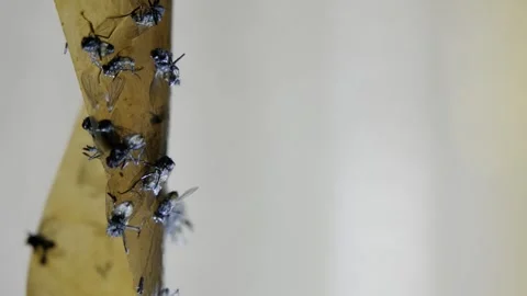 Close-up of Flies Stuck on Sticky Fly Trap Stock Footage 303282146