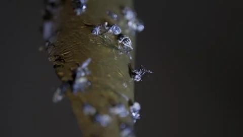 Close-up of Flies Stuck on Sticky Fly Trap Stock Footage 303282163
