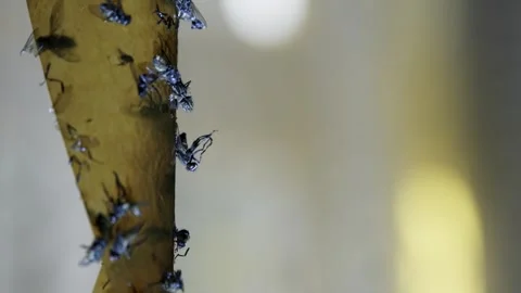 Close-up of Flies Stuck on Sticky Fly Trap Stock Footage 303282781