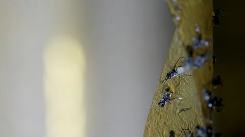Close-up of Flies Stuck on Sticky Fly Trap Stock Footage 303282864