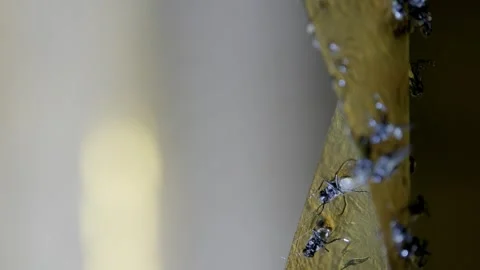 Close-up of Flies Stuck on Sticky Fly Trap Stock Footage 303282921