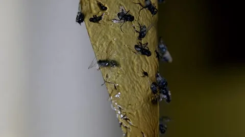 Close-up of Flies Stuck on Sticky Fly Trap Stock Footage 303282922
