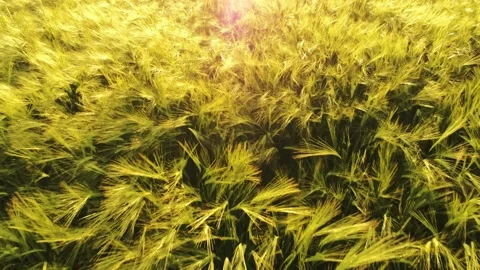 Close flight over golden wheat field at sunset with light leaks Video stock 157843308