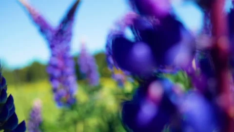 Close-up flight through blooming lupines in the meadow Stock Footage 157333356