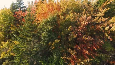 Close up flight by trees going high revealing maine forest  Stock Footage 96709799