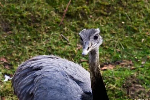 Close-Up of a Flightless Bird in Grass Stock Photos