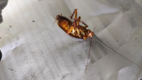 Close up of flipped cockroach Stock Photos