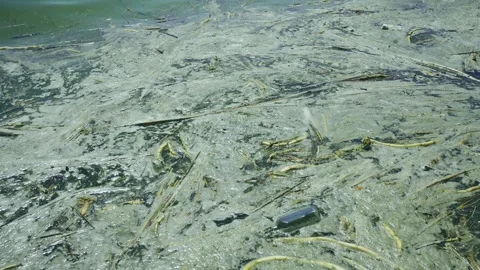 Close-up of floating debris has reached Black Sea beaches in Odessa, Ukraine. Stock Footage 244720107