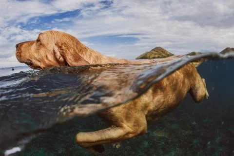 A close up of a floating dog Stock Photos