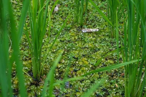Close Up Of Floating Duckweed Between Green Stalks Stock-Fotos