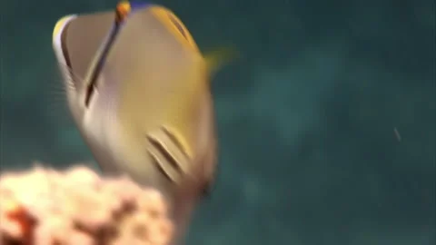 Close-up floating fish underwater Painted Triggerfish Balistapus undulatus Stock Footage 233047979