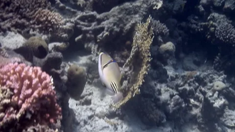 Close-up floating fish underwater Painted Triggerfish on coral reef in Red Sea. Stock Footage 233052543