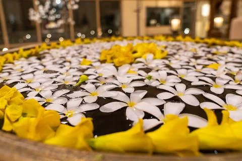 Close up of floating flowers Stock Photos
