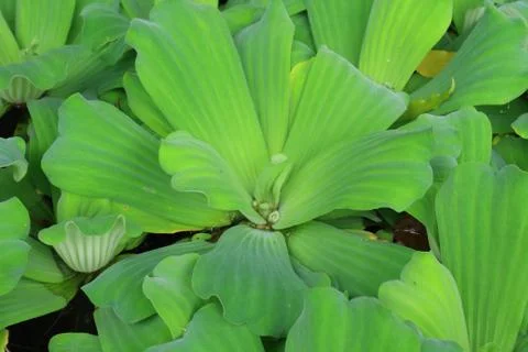 Close up of floating plants in a pond. Stock Photos