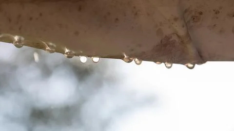 Close-up of floating raindrops shimmering in the lightClose-up of floating .. Stock Photos