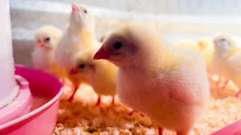 Close Up Flock of Baby Chicks Drinking Water Under Heat Lamp Chickens Stock Footage 242970028