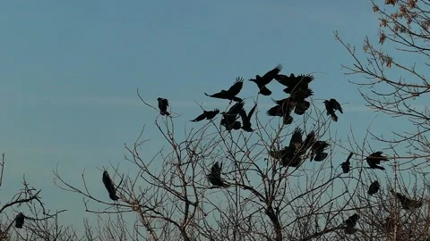 Close-up of flock of crows, sit on the bare trees then take off in slow motion. Stock-Footage 171466875