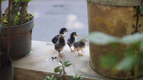 Close up of a flock of cute chicks. Black and white local chicks. Foto stock