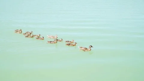 Close - up a flock of cute ducks floating on the lake, slow motion Stock Footage 115842548
