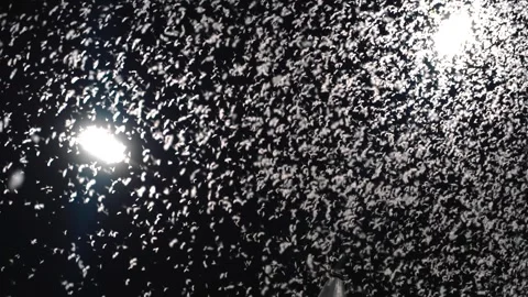 1 Hour Fireflies Stock Videos – Royalty-Free HD & 4K Videos | Pond5