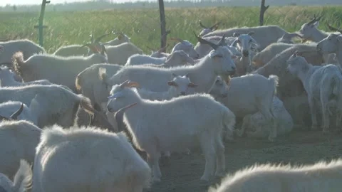 Close-up of a flock Stock Footage 258188781