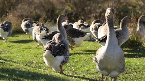 Close-up of a flock of gray geese on green grass by a riverside Vidéo 297790489