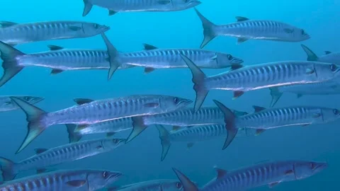 Close-up of a flock of great barracudas swimming underwater Stock Footage 301856117