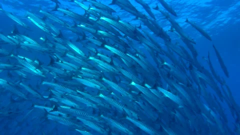 Close-up of a flock of great barracudas swimming underwater. Stock Footage 330098868